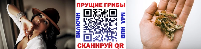 закладка  Александровск  Псилоцибиновые грибы ЛСД 